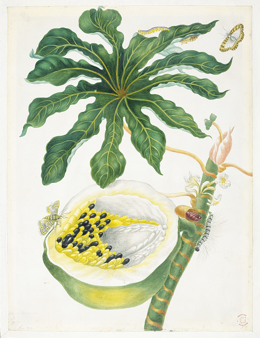 Papaya Bearing Fruit, by Maria Sybille Merian (1647–1717). © 2005, Linda Hall Library of Science, Engineering and Technology, Kansas City, Missouri.